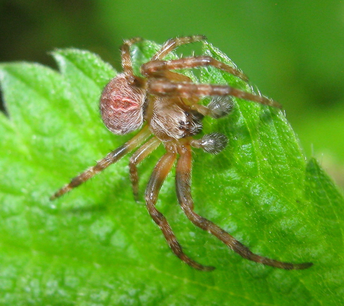 Larinioides cornutus & L. patagiatus - Lughignano (TV)