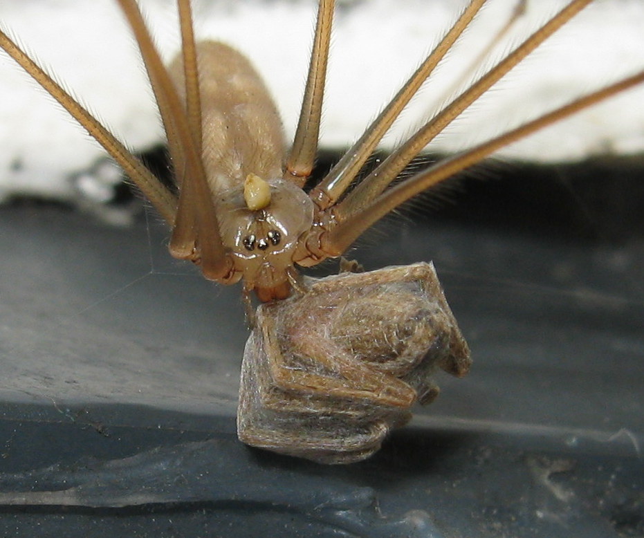 Pholcus phalangioides con larva? - Treviso (TV)