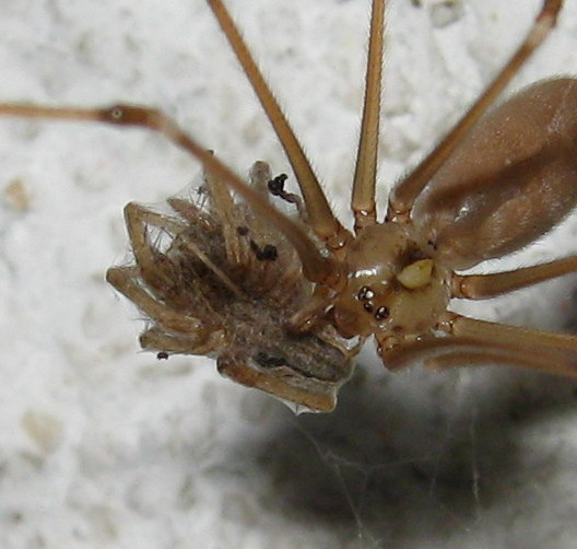 Pholcus phalangioides con larva? - Treviso (TV)