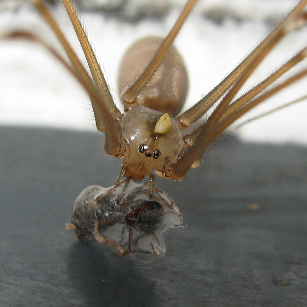 Pholcus phalangioides con larva? - Treviso (TV)