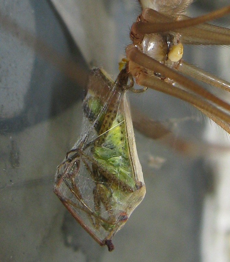 Pholcus phalangioides con larva? - Treviso (TV)