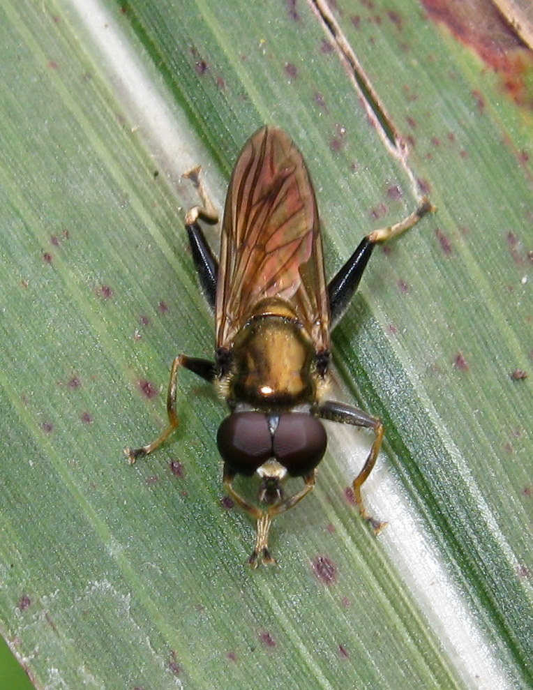 ID