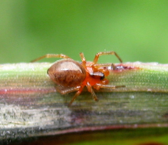 Linyphiidae - Lughignano (TV)