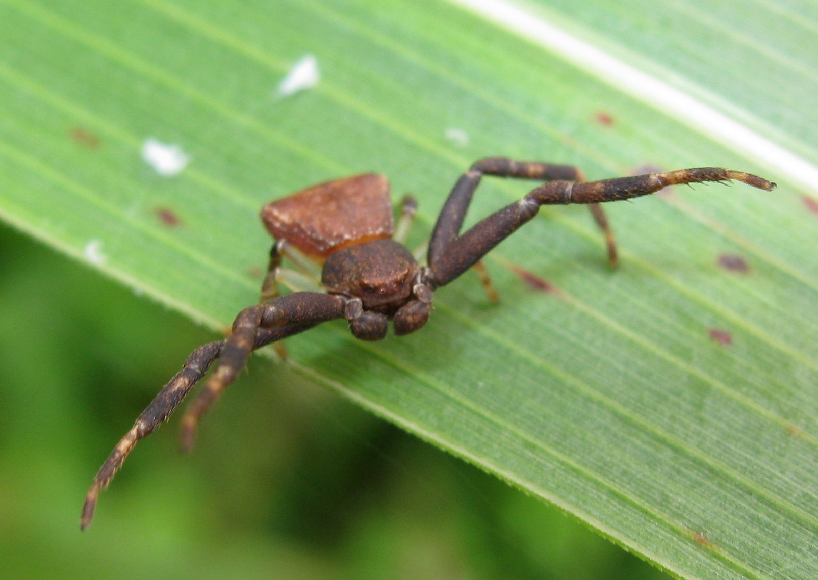 Pistius truncatus (maschio subadulto) - Lughignano (TV)