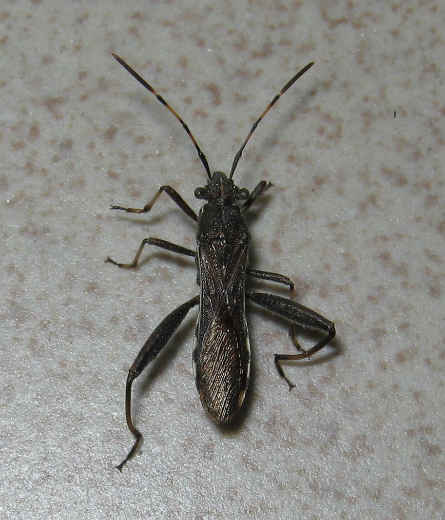 Alydidae: Camptopus lateralis del Veneto (TV)