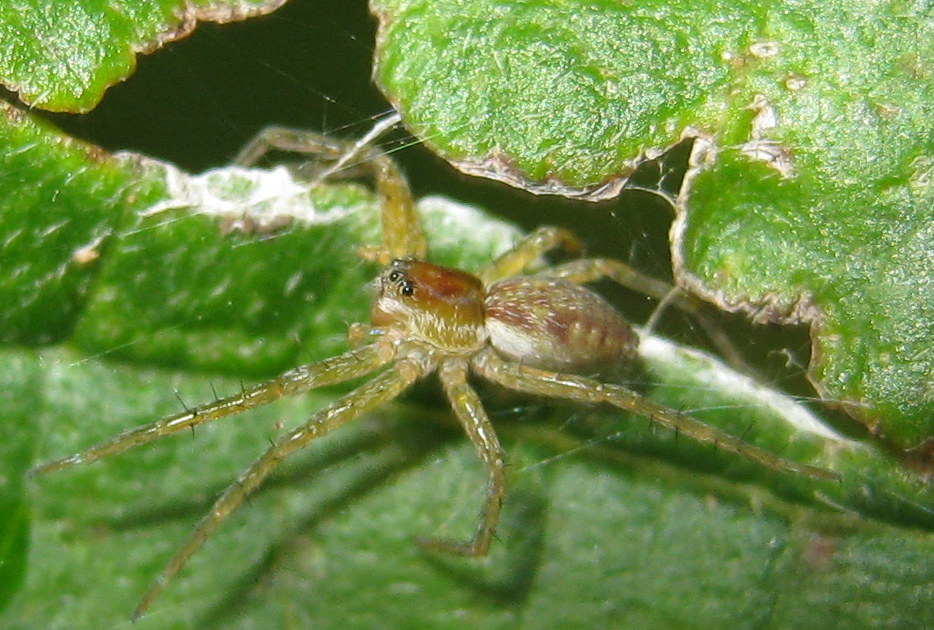 Dolomedes sp.