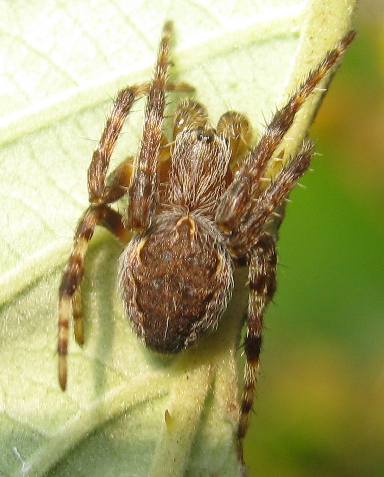 Larinioides patagiatus