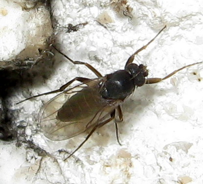ID