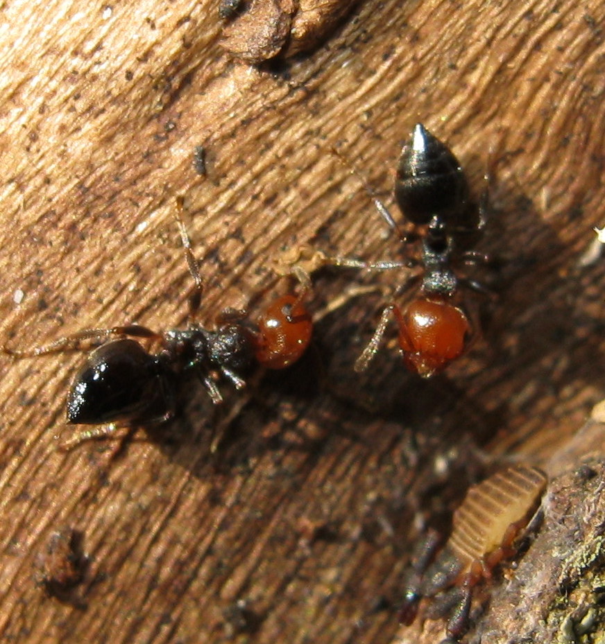 Crematogaster scutellaris?