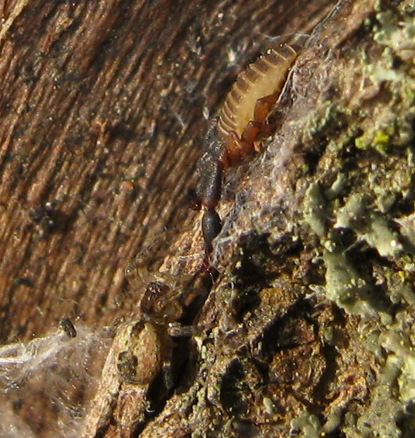 Lathys humilis - Lughignano (TV)