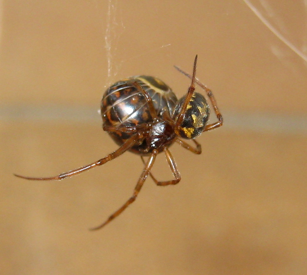 Steatoda triangulosa preda Glomeris - Treviso (TV)