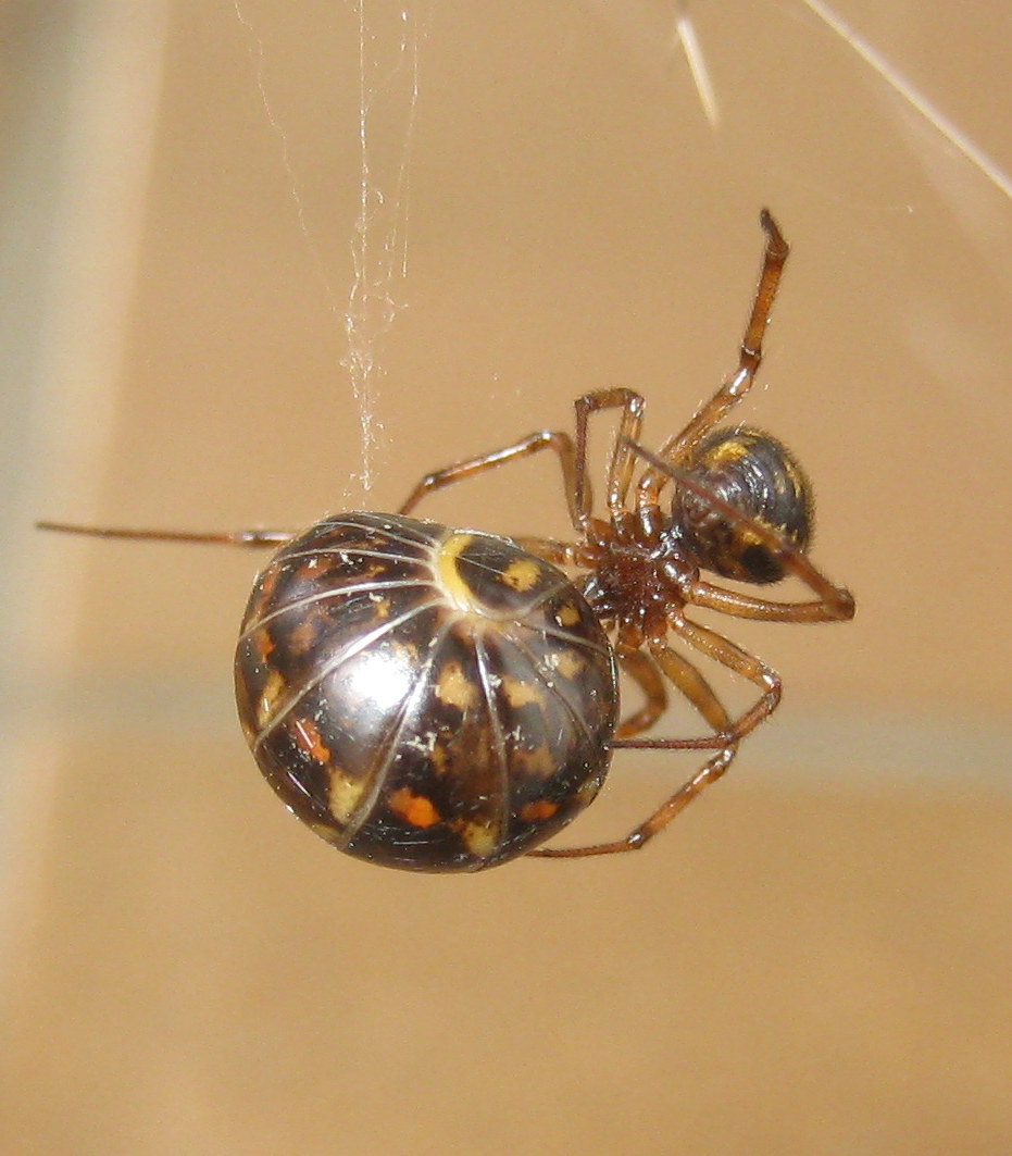 Steatoda triangulosa preda Glomeris - Treviso (TV)
