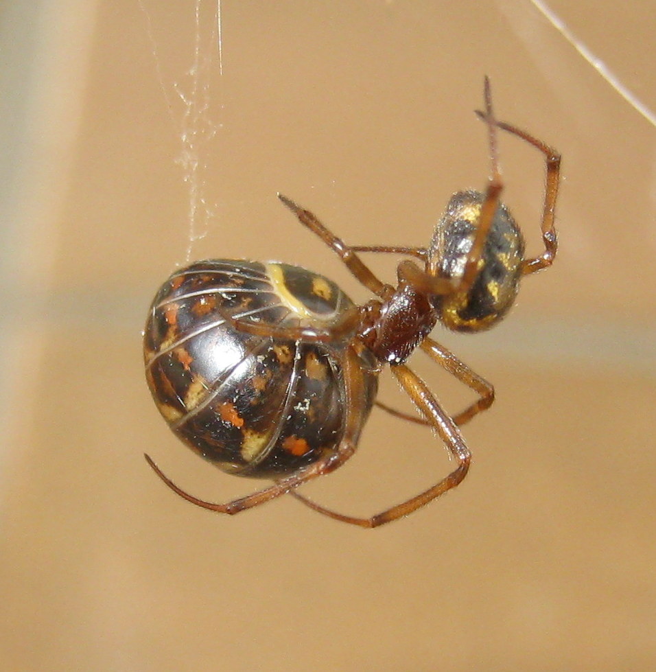 Steatoda triangulosa preda Glomeris - Treviso (TV)