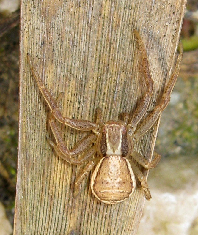 Xysticus sp.