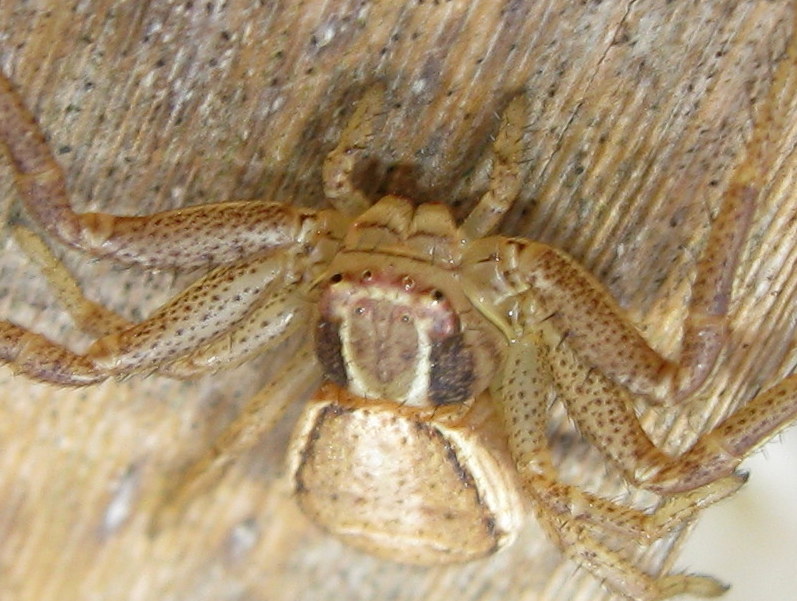 Xysticus sp.