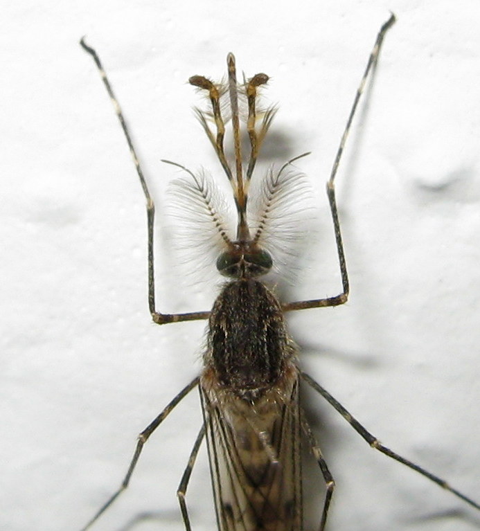 Culicidae da ID