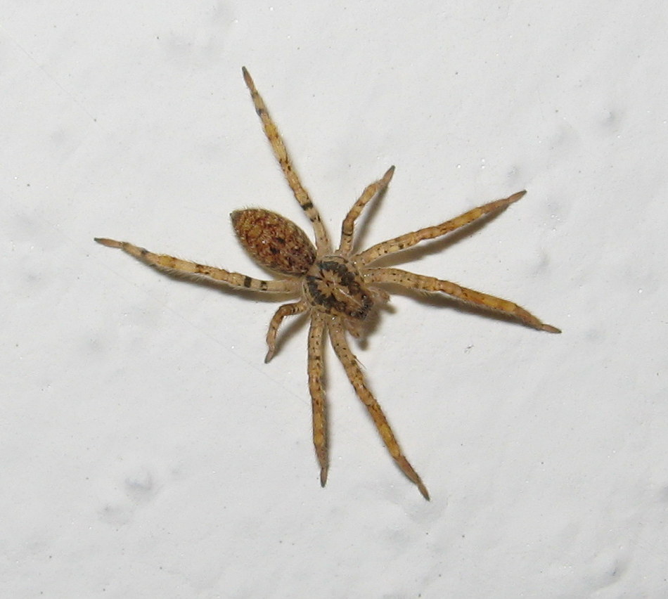 Zoropsis spinimana - Toano (RE)