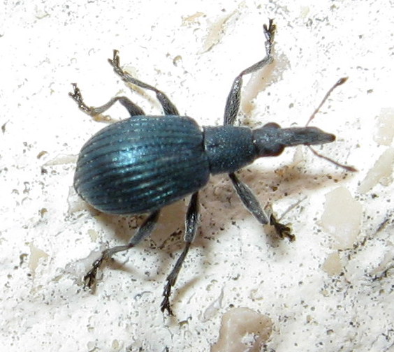 Oxystoma sp. - Apionidae