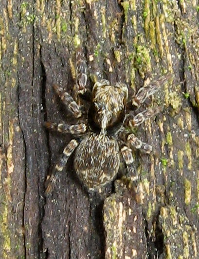 Pseudeuophrys cf. erratica - Lughignano (TV)