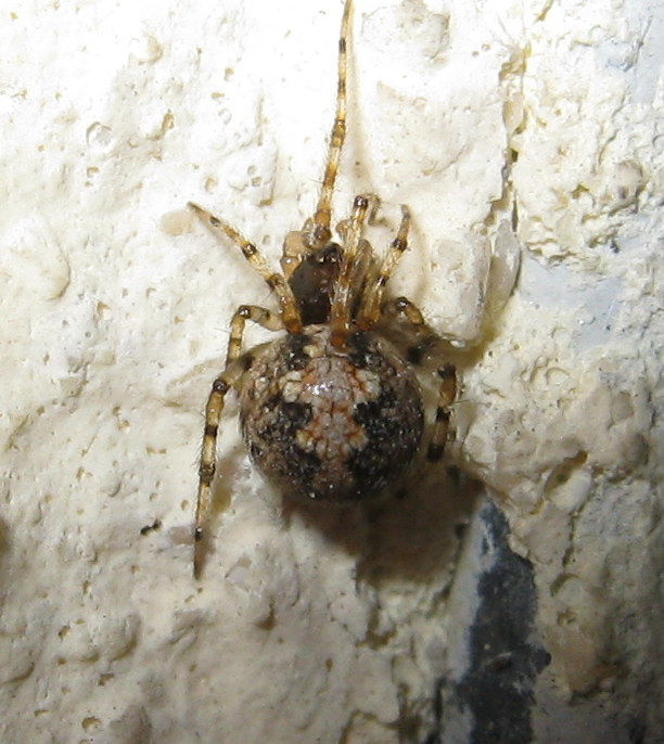 Theridion sp. - Treviso (TV)