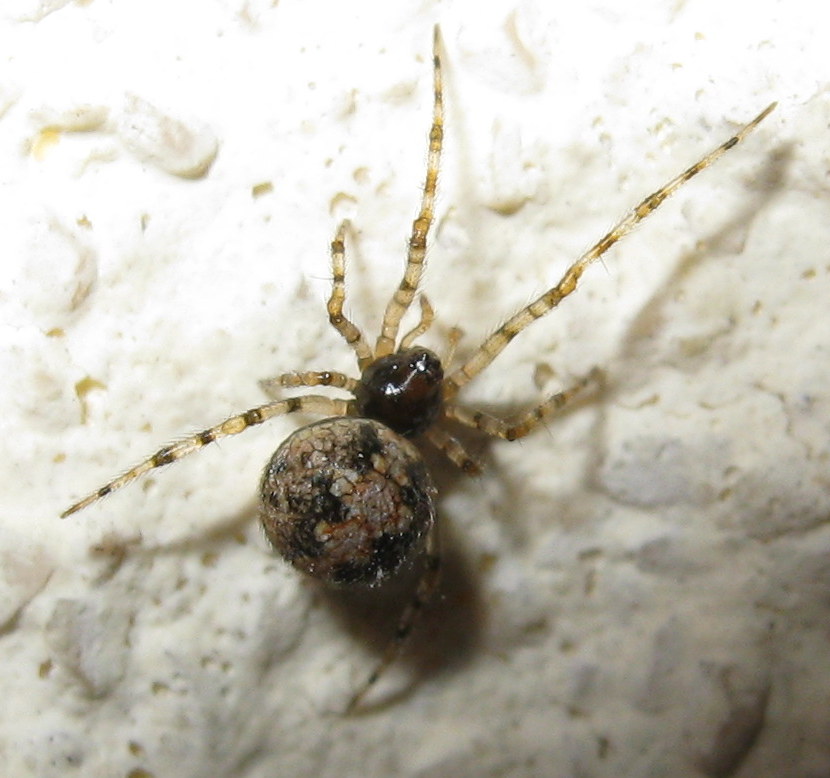 Theridion sp. - Treviso (TV)