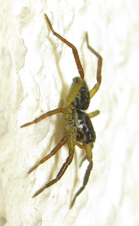 Pardosa sp. - Treviso (TV)