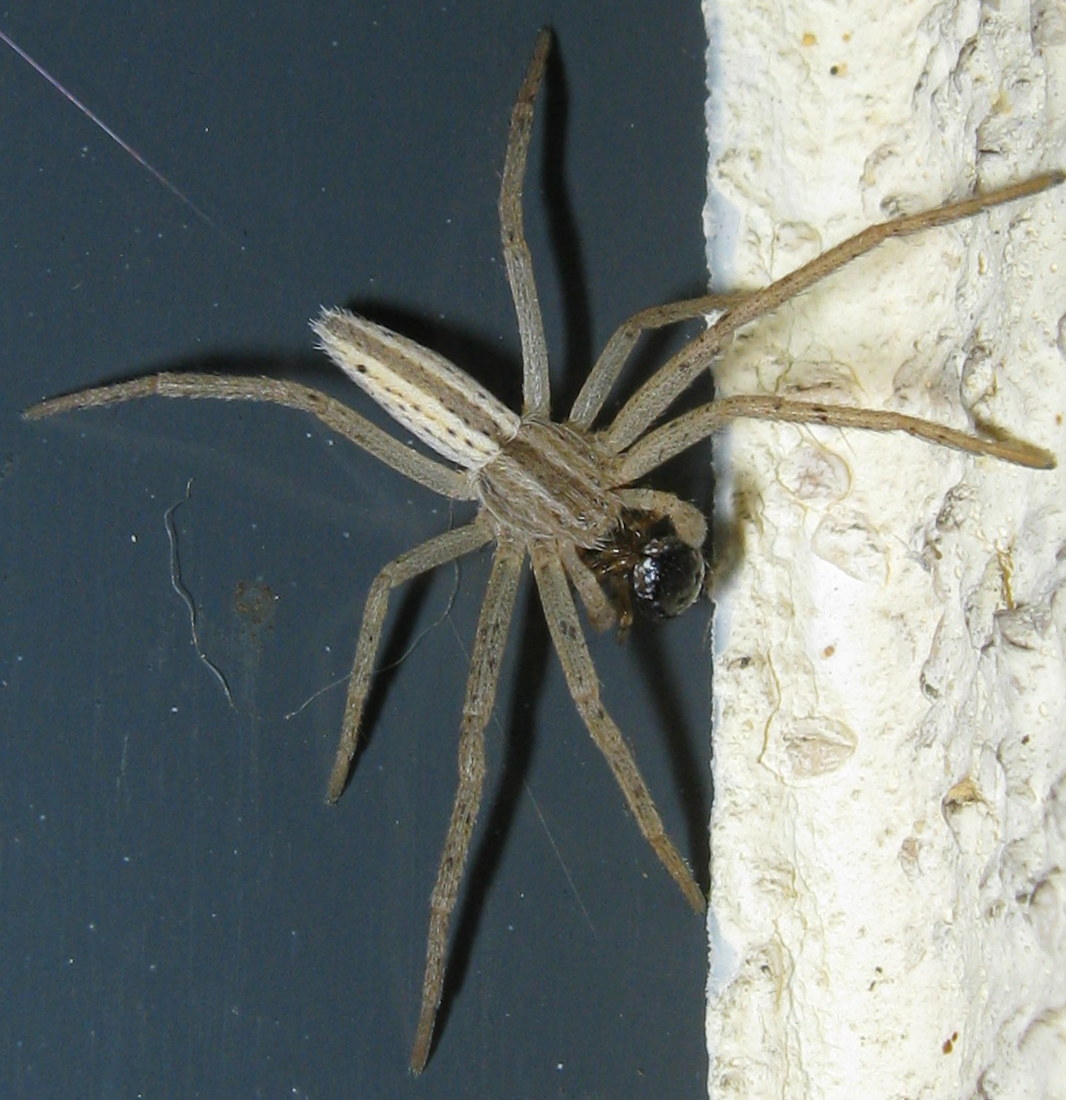 Tibellus sp. preda Sardinidion blackalli - Treviso (TV)