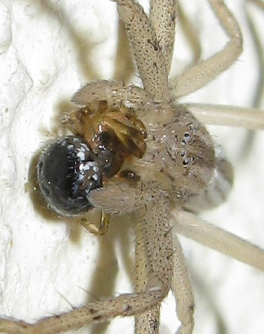 Tibellus sp. preda Sardinidion blackalli - Treviso (TV)