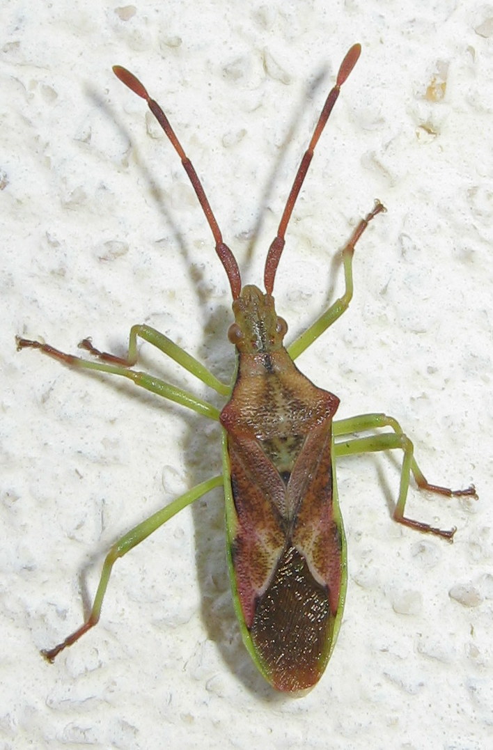 Coreidae: Gonocerus juniperi del Veneto (TV)