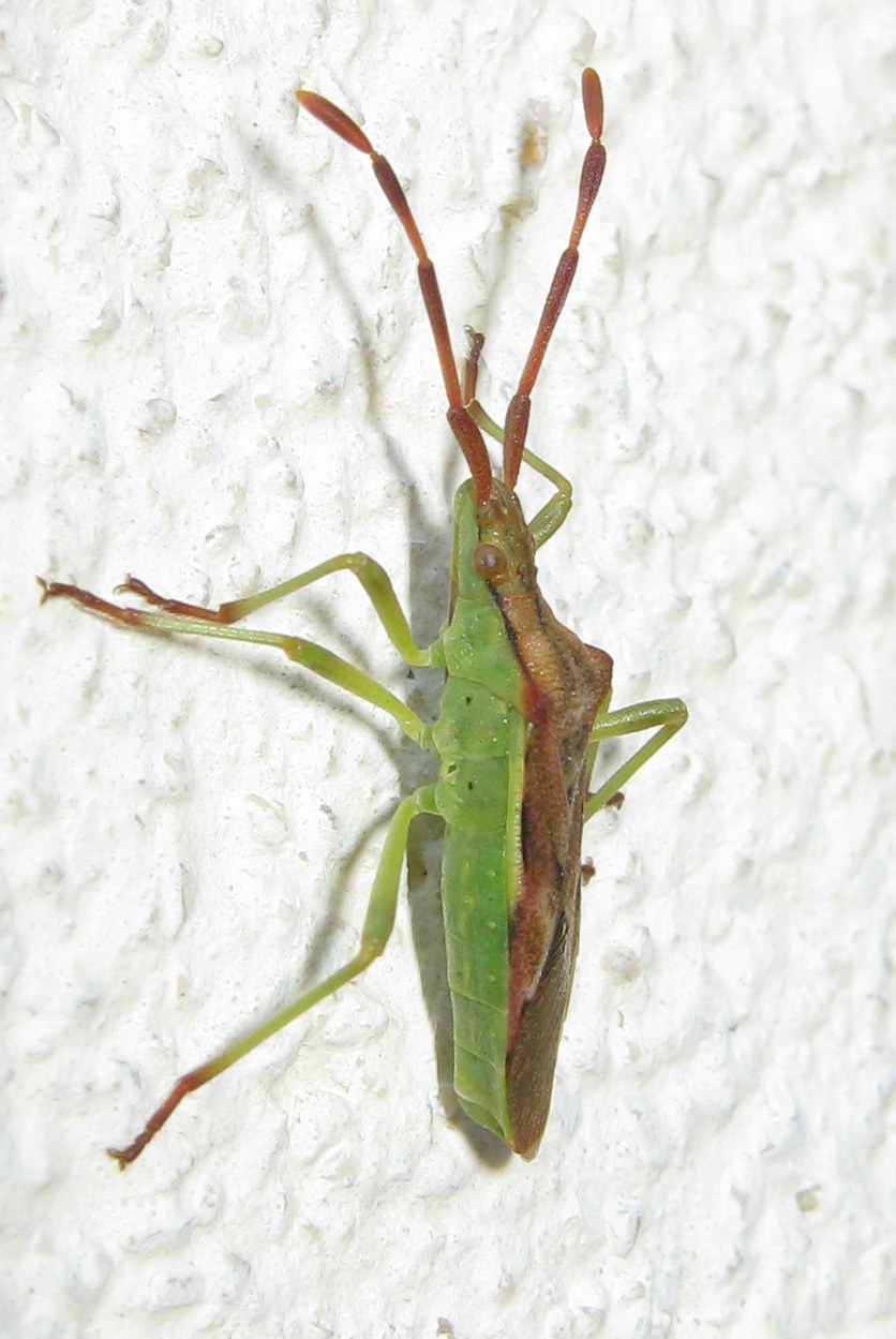 Coreidae: Gonocerus juniperi del Veneto (TV)