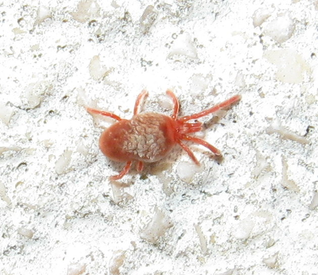 Trombididae con parassiti?