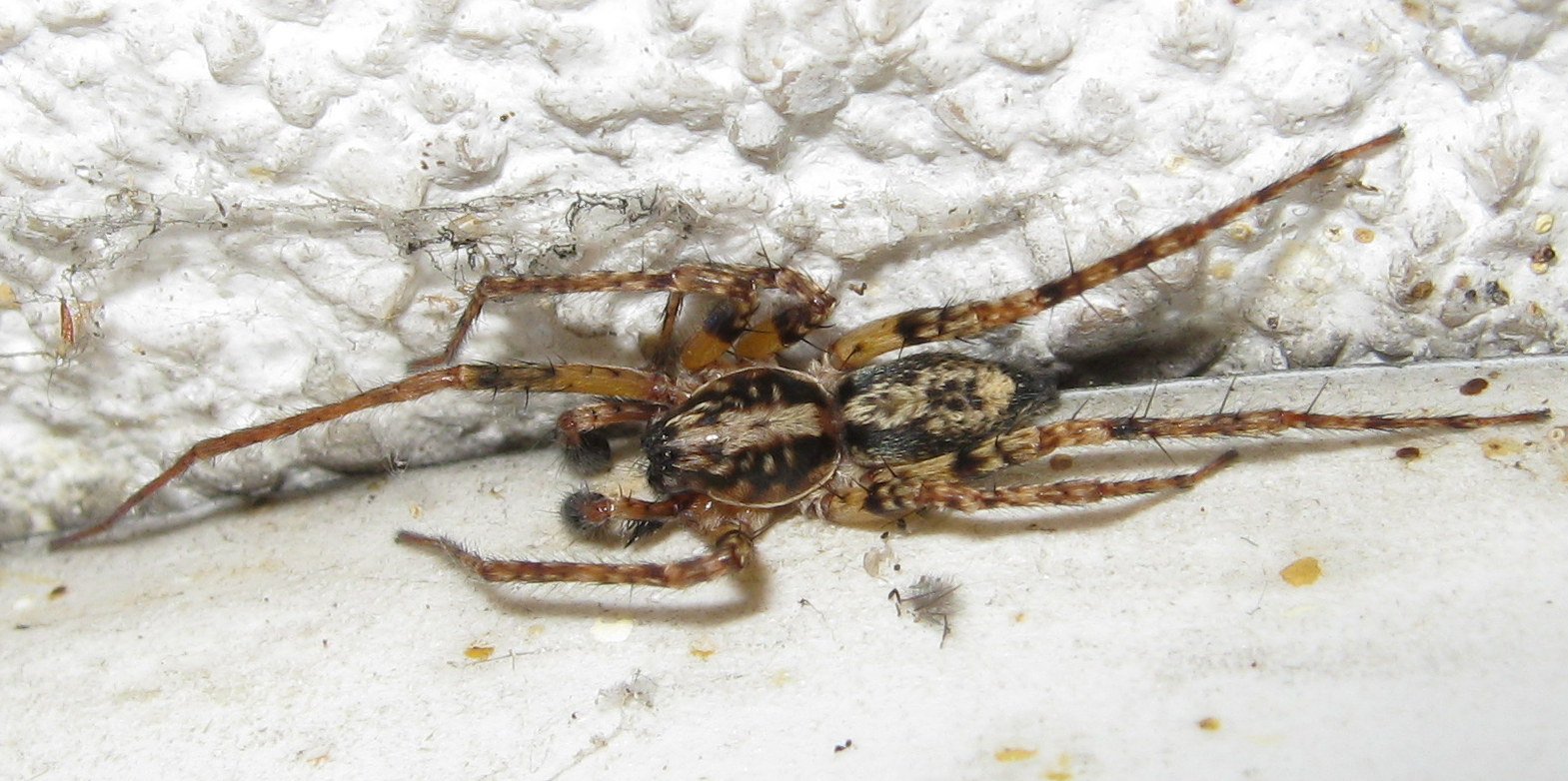 Anyphaena cf. accentuata - Treviso (TV)