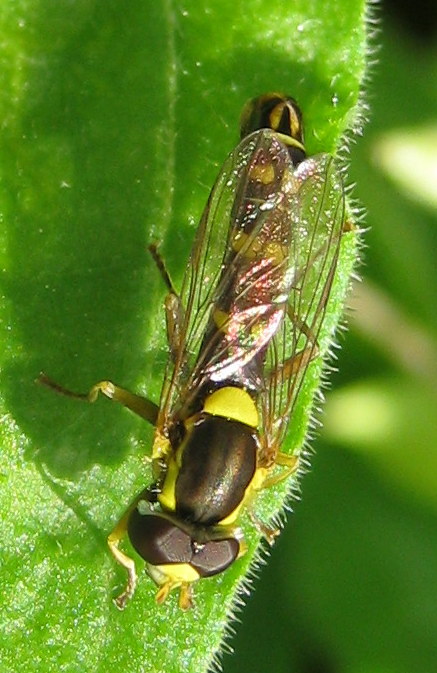 ID