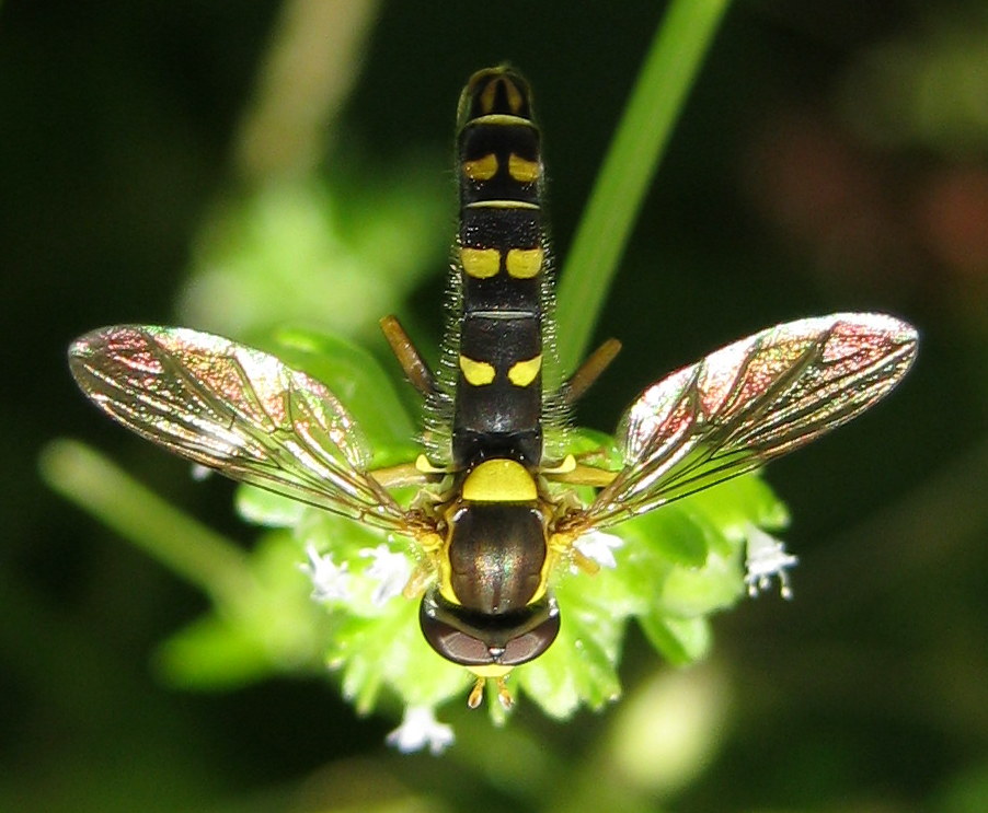 ID