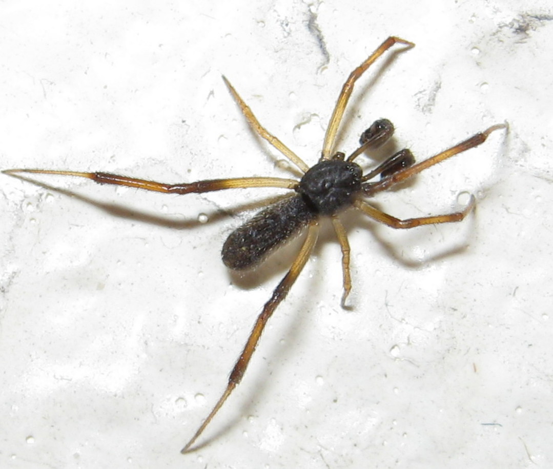 Episinus truncatus - Treviso (TV)
