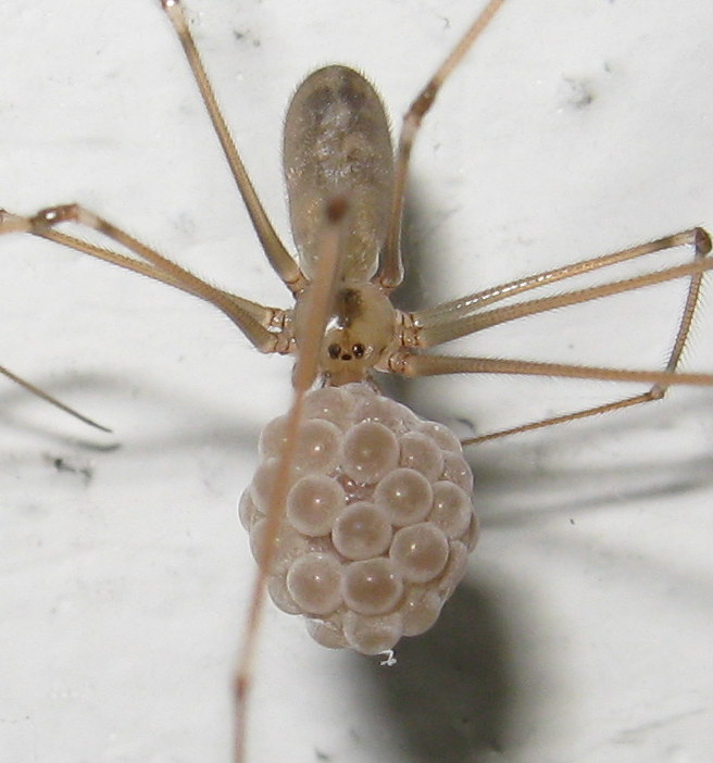 Pholcus phalangioides finalmente nati - Treviso (TV)