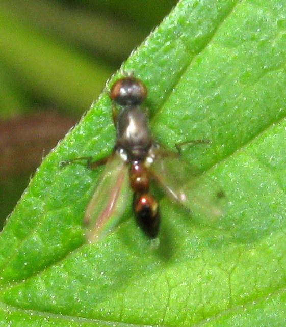 ID