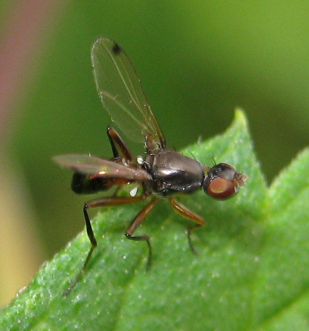 ID