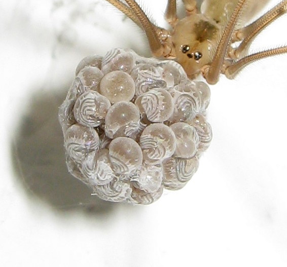 Pholcus phalangioides finalmente nati - Treviso (TV)