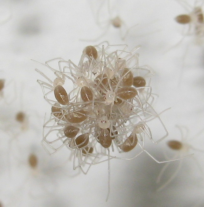 Pholcus phalangioides finalmente nati - Treviso (TV)