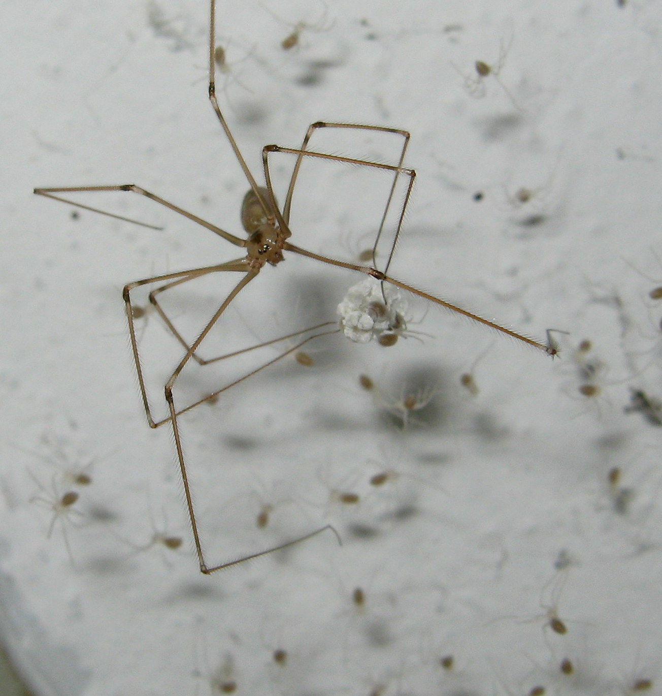 Pholcus phalangioides finalmente nati - Treviso (TV)