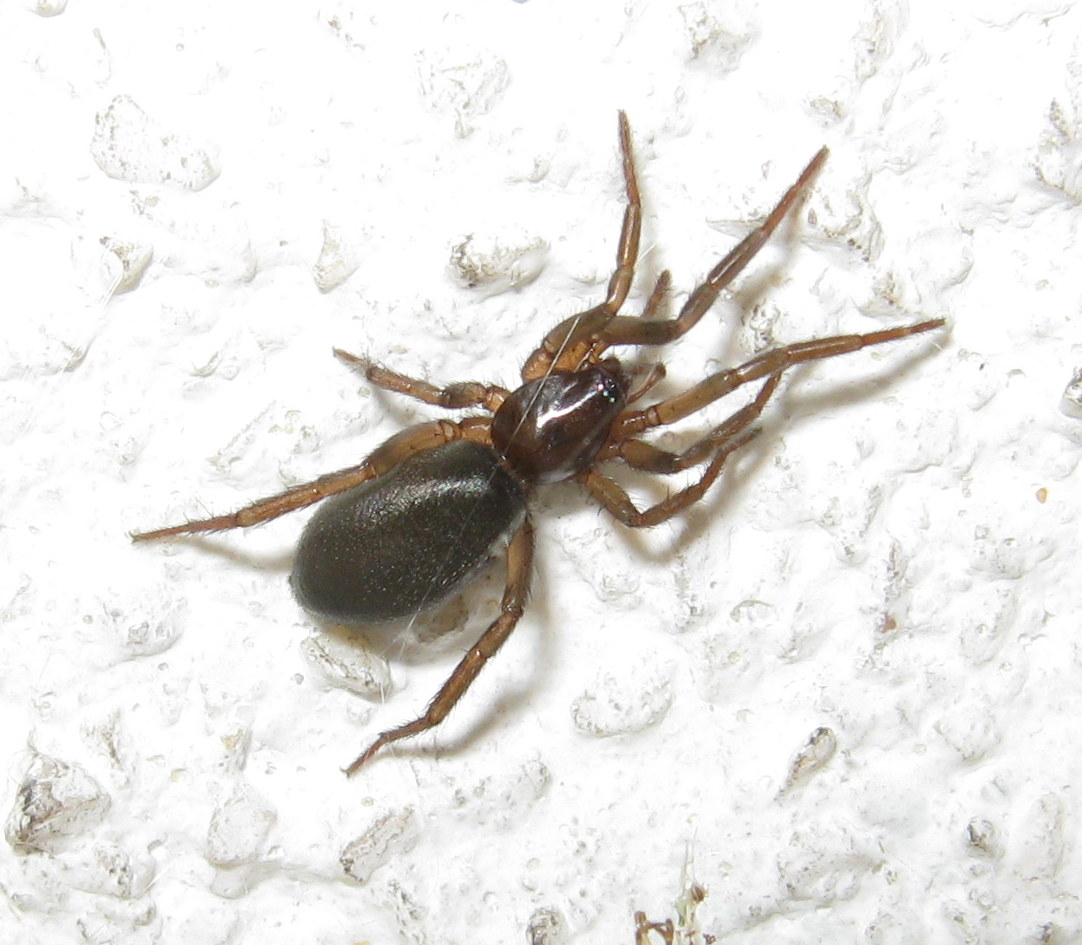 Trachyzelotes sp. - Treviso (TV)