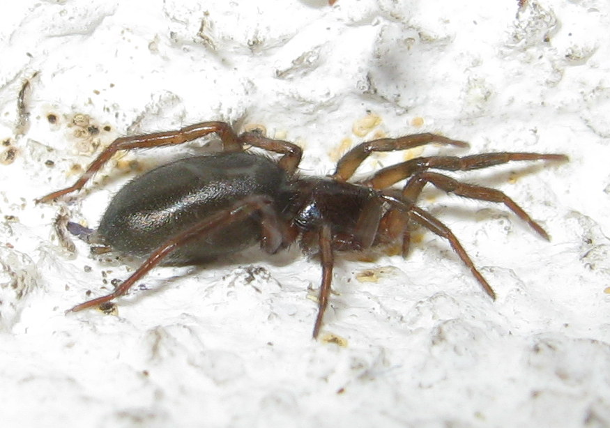 Trachyzelotes sp. - Treviso (TV)