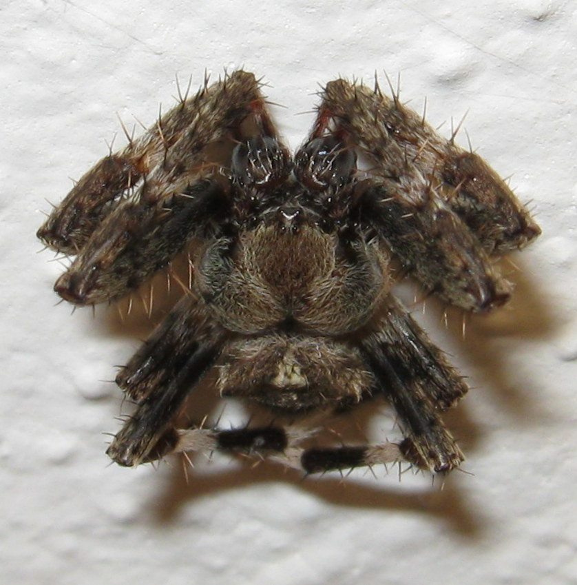 Ragno che fa yoga: Araneus sp. - Treviso (TV)