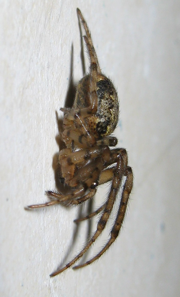Leviellus sp. - Treviso (TV)