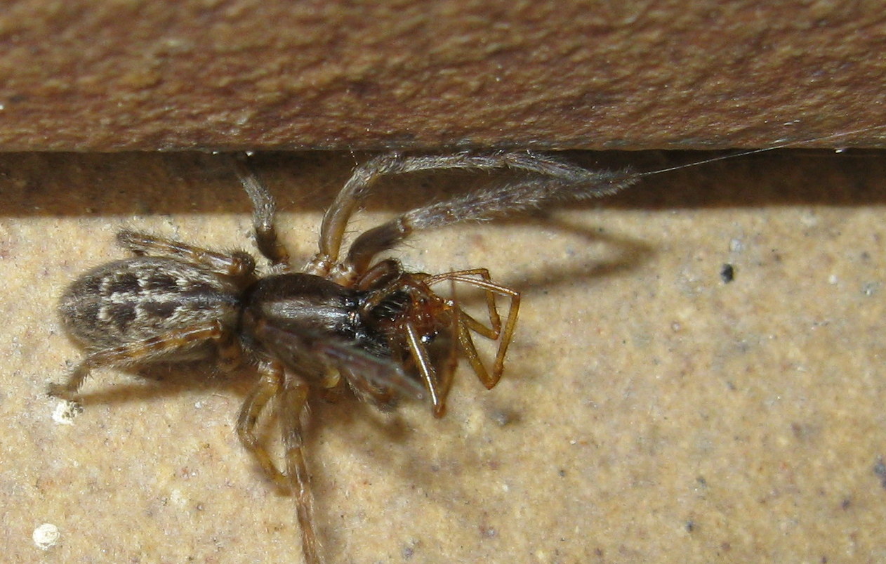 Segestria bavarica con Steatoda triangulosa - Treviso (TV)