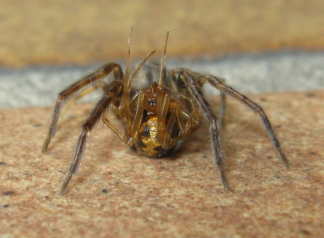 Segestria bavarica con Steatoda triangulosa - Treviso (TV)
