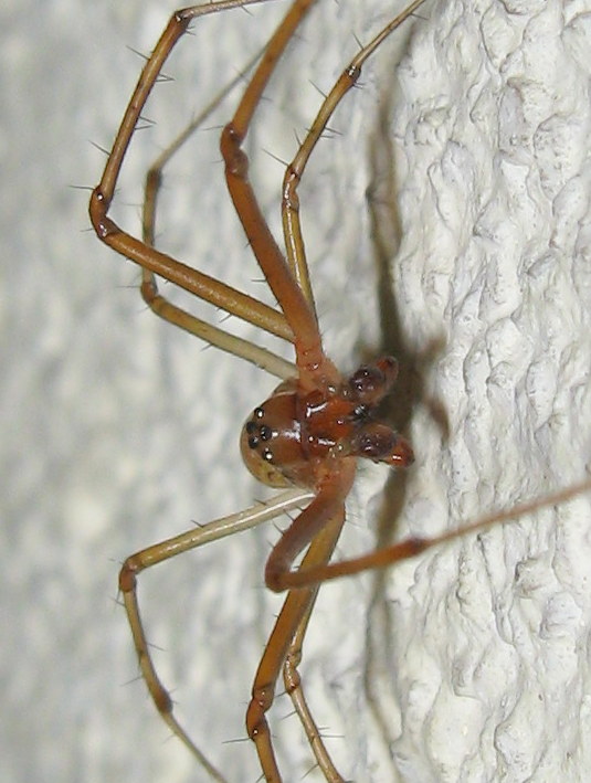 Maschio di Linyphia triangularis - Treviso (TV)