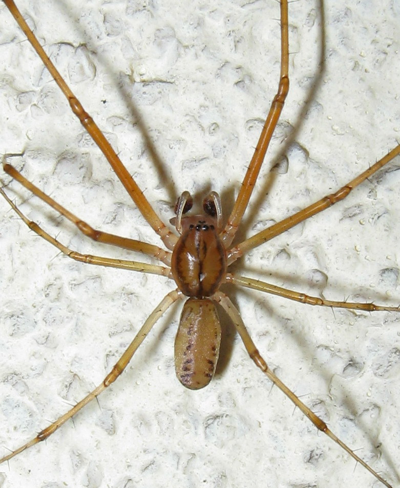 Maschio di Linyphia triangularis - Treviso (TV)