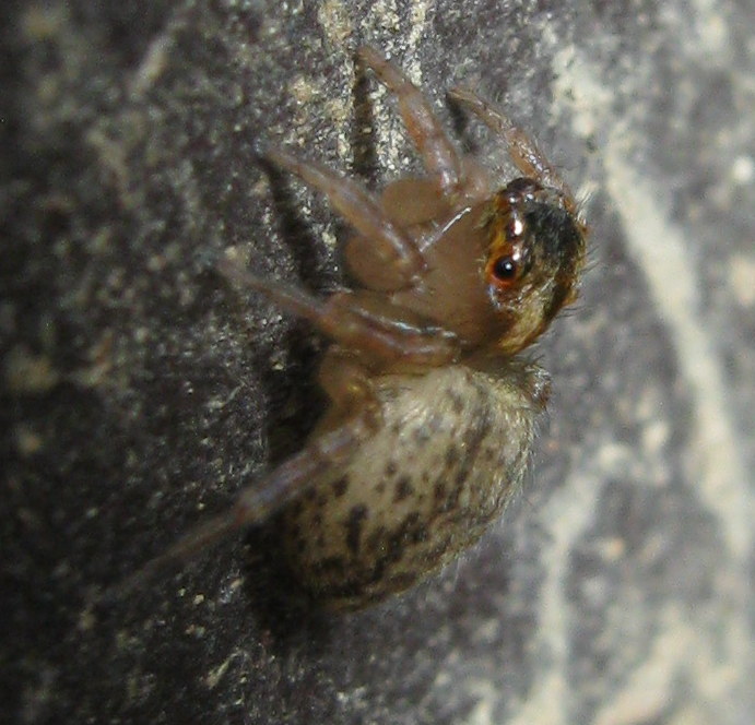 Saitis barbipes - Treviso (TV)